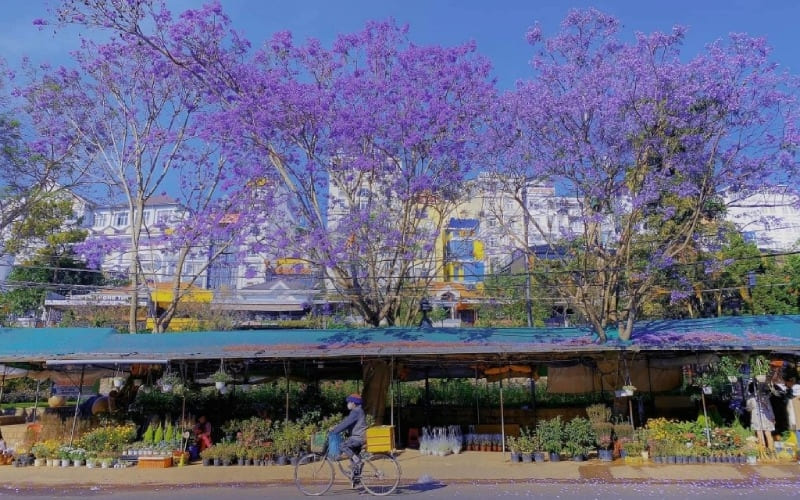 Hoa phượng tím nở rộ khoảng 4–6 tuần mỗi mùa.