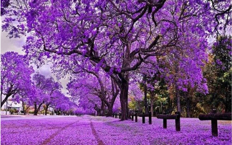 Đường Hai Bà Trưng trải dài với hoa tím rực rỡ.
