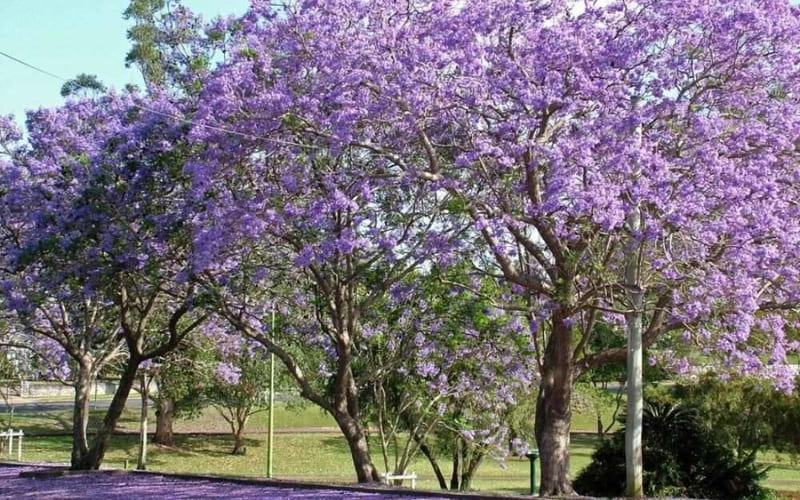 Buổi sáng sớm và chiều muộn mang ánh sáng lý tưởng.