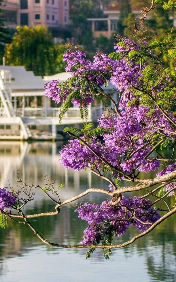 Địa điểm ngắm hoa phượng tím Đà Lạt ở đâu? Gợi ý 5 điểm chụp ảnh đẹp