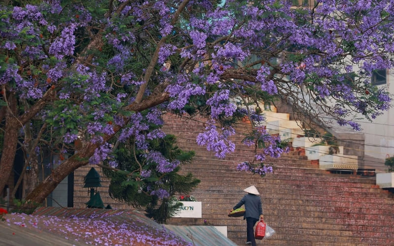 Hoa phượng tím Đà Lạt nổi bật nhờ sắc tím lãng mạn.