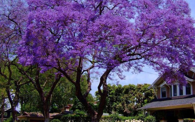 Cây phượng lâu năm Nguyễn Thị Minh Khai tỏa sắc tím.
