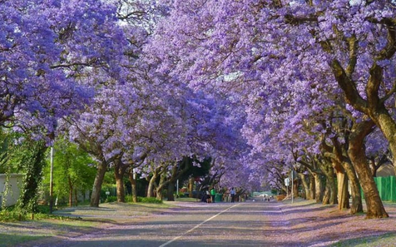 Hoa phượng tím Trần Phú nổi bật giữa kiến trúc cổ kính.