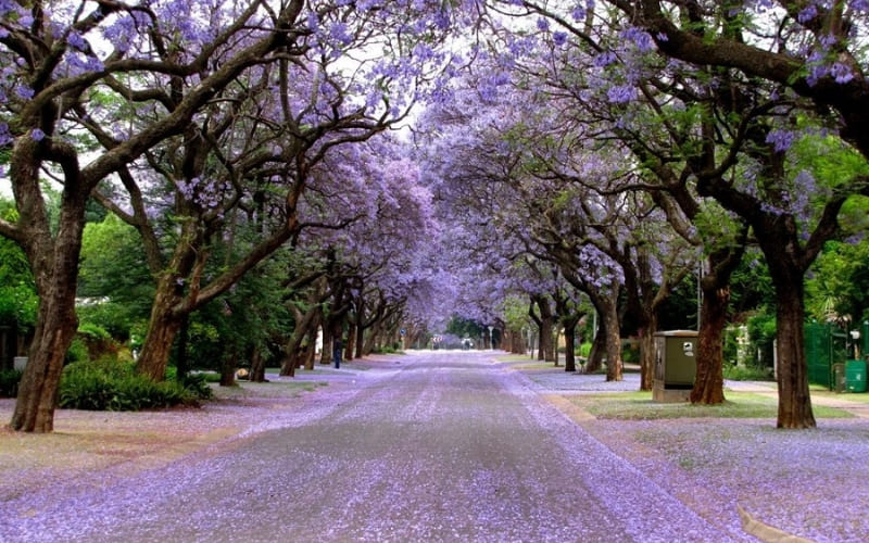 Du khách có thể tham quan chợ, nhà thờ và quảng trường.