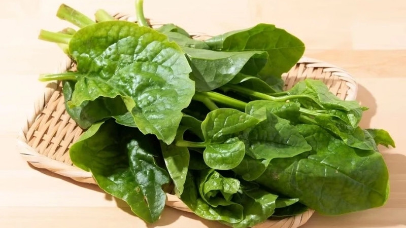 Rau mồng tơi có tính hàn