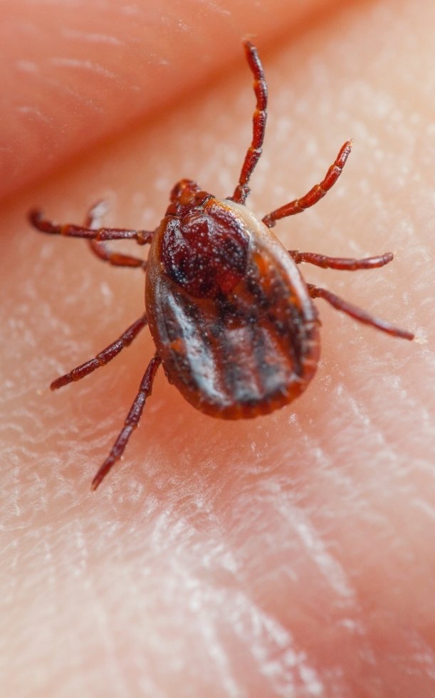 Ve chó có sống trên tóc người không? Sự thật bạn cần biết