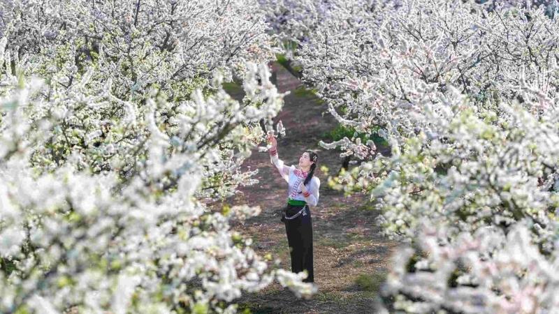 Thủ phủ hoa mận với những thung lũng trắng muốt như Nà Ka, Mu Náu đầy thơ mộng