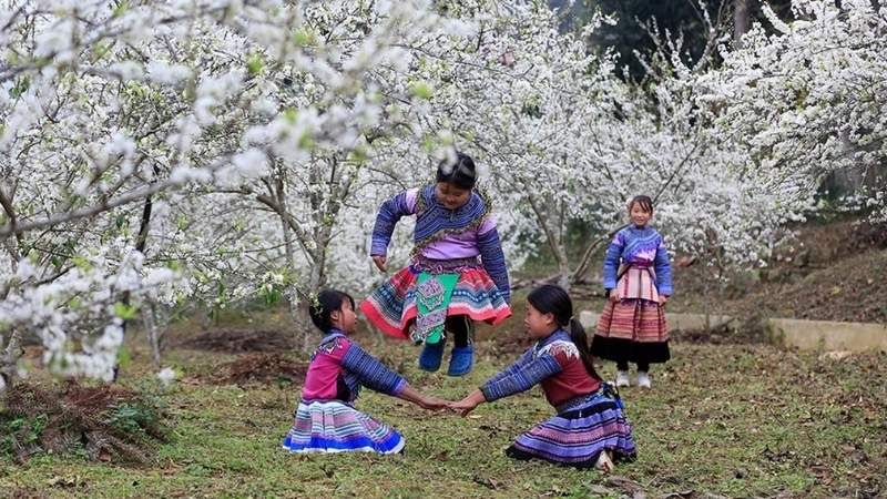 Cao nguyên trắng Bắc Hà sở hữu rừng mận bạt ngàn, mang vẻ đẹp hoang sơ, thuần khiết