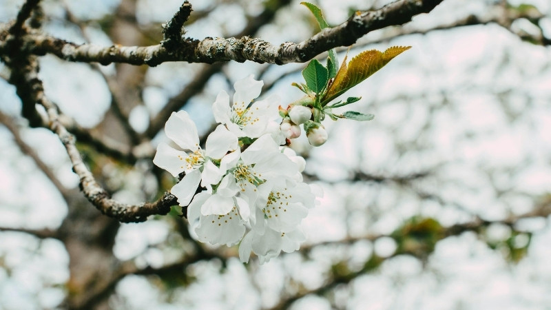 Hoa mận Tây Bắc thường nở rộ vào khoảng từ tháng 1 đến tháng 3 hằng năm khi xuân về