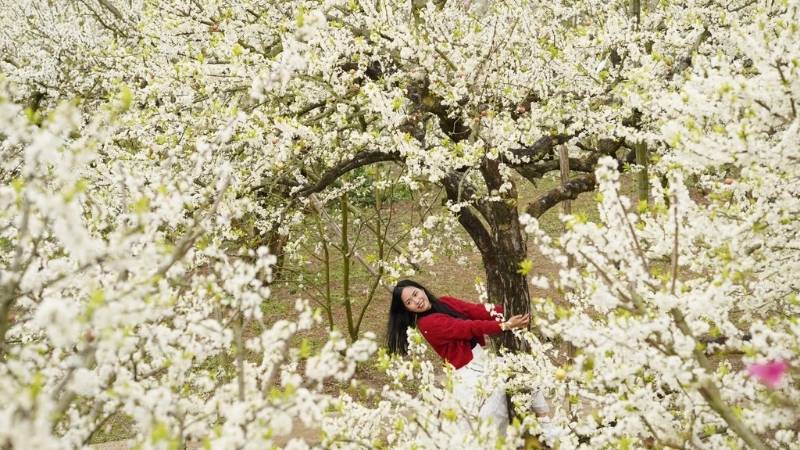 Hoa mận mọc chùm trắng muốt, khác hoa đào sắc hồng và hoa mơ có đài đỏ tía đặc trưng