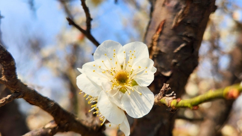 Hoa mận sở hữu sắc trắng tinh khôi, cánh mỏng tròn, mọc thành chùm dày đặc trên cành
