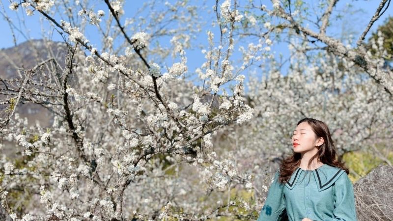 Sắc trắng hoa mận thấp thoáng trong sương mờ Sa Pa tạo nên vẻ đẹp thanh tao, cuốn hút