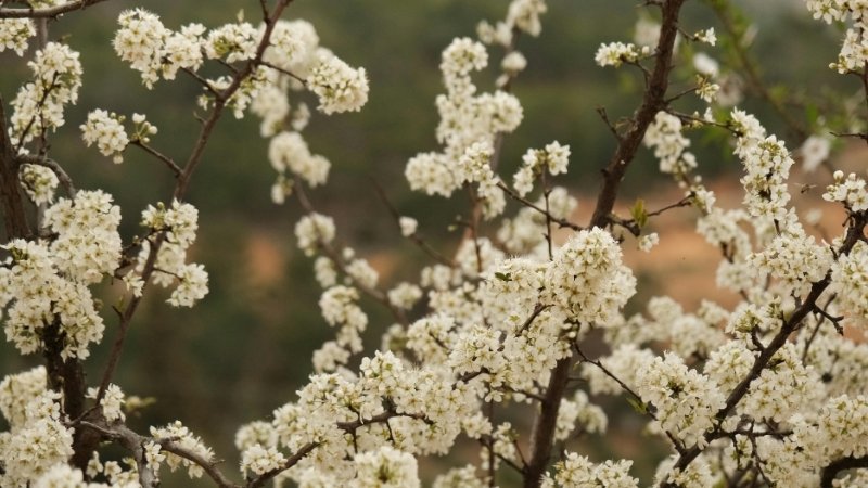 Hoa mận là biểu tượng của mùa xuân và sự khởi đầu mới đầy thuần khiết giữa núi rừng