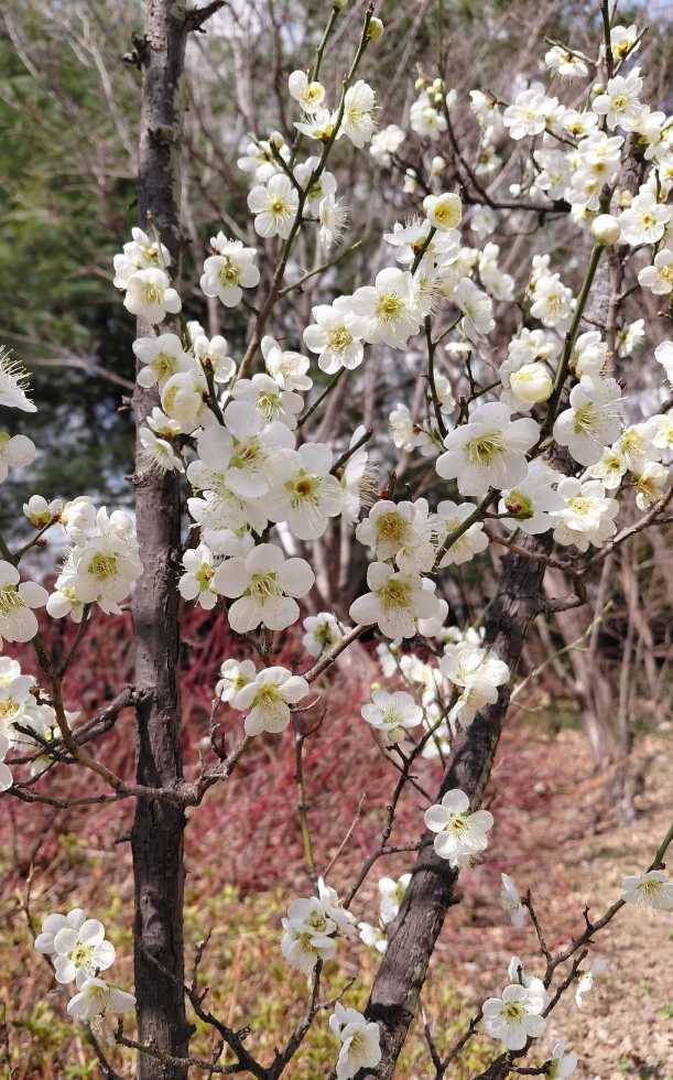 Hoa mận Tây Bắc nở vào tháng mấy? Những địa điểm ngắm hoa mận Tây Bắc đẹp