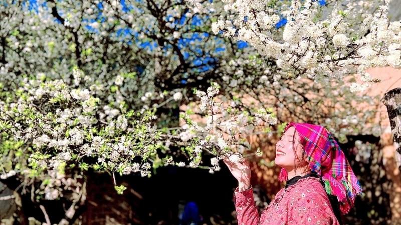 Sắc trắng hoa mận giữa mây ngàn Y Tý tạo nên khung cảnh huyền bí, đậm chất thơ mộng