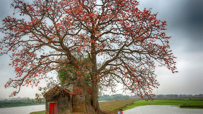 Những bài thơ hay về hoa gạo tháng 4 màu đỏ