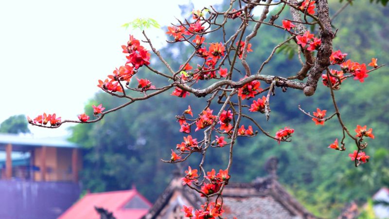 Những bài thơ hay về hoa gạo tháng 3 lãng mạn