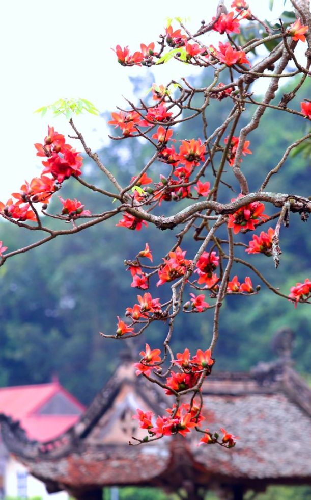 Tuyển tập bài thơ hay về hoa gạo tháng 3 lãng mạn, hoài niệm