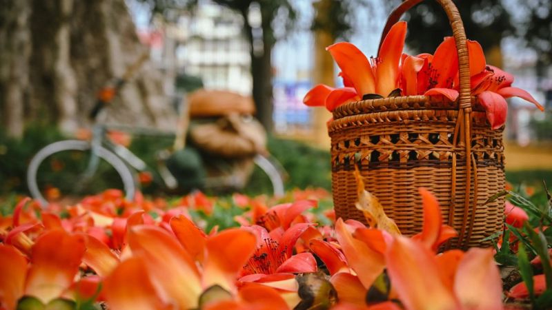 Hoa gạo thường nở rực rỡ nhất vào tháng 3