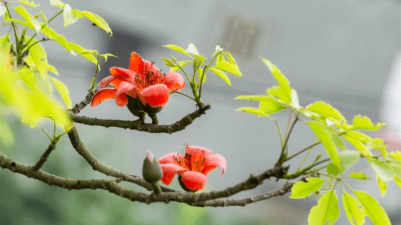 Gợi ý caption thơ hoa gạo tháng 3