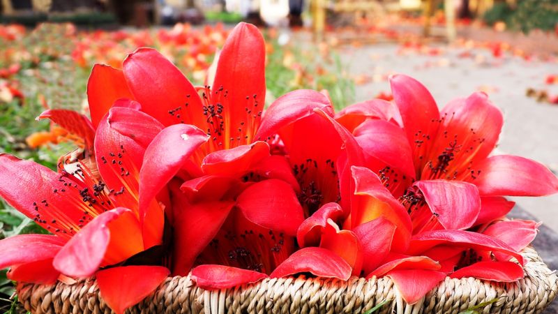 Vì sao hoa gạo là nguồn cảm hứng thi ca?