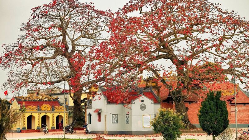 Những bài thơ hay về hoa gạo tháng 3 ý nghĩa