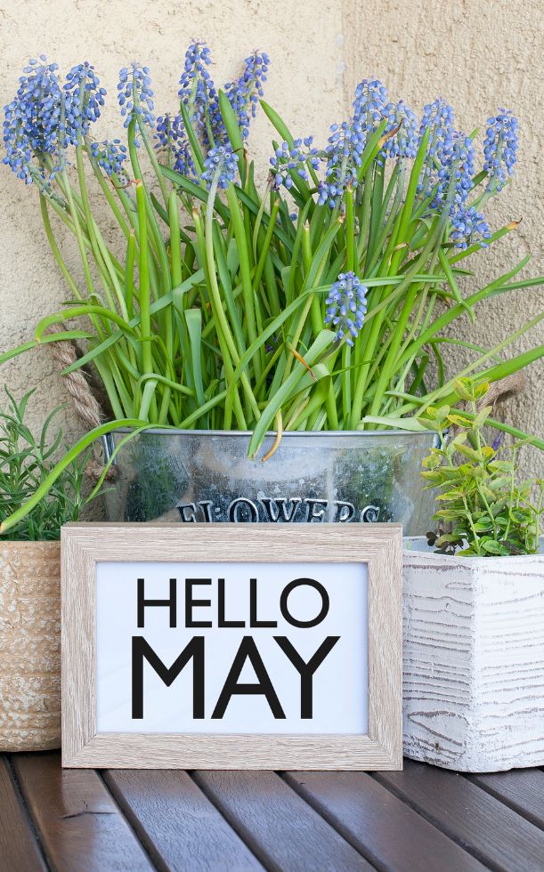 50+ STT chào tháng 5 hay, ngắn gọn và đầy cảm hứng