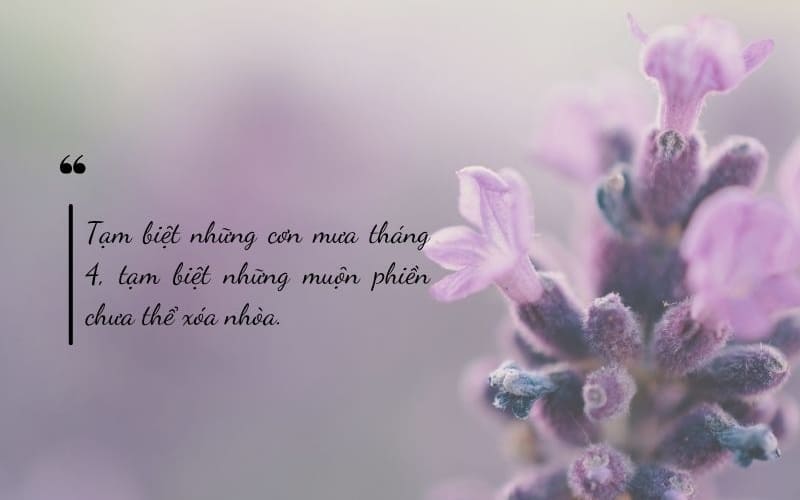 Những dòng tâm trạng nhẹ nhàng, chất chứa nhiều tiếc nuối.