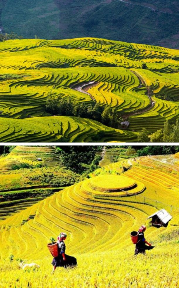 Du lịch Y Tý mùa nào đẹp? Thời điểm săn mây, ngắm ruộng bậc thang