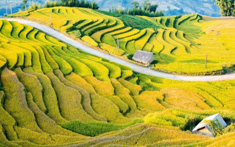 Y Tý mùa lúa chín nổi bật với ruộng bậc thang vàng rực tuyệt đẹp.