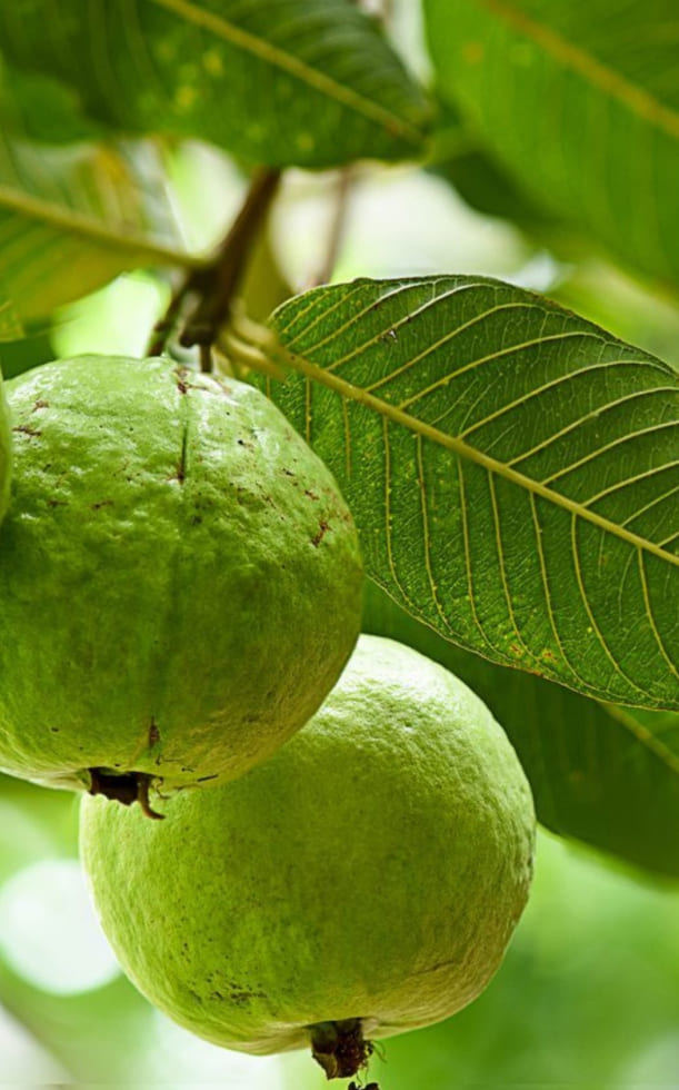 Cách bảo quản ổi đúng cách giúp tươi lâu và giữ độ giòn ngon