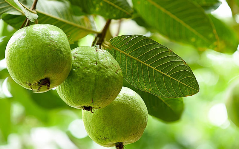 Cách chọn ổi ngon để dễ bảo quản lâu Cách chọn ổi ngon để dễ bảo quản lâu