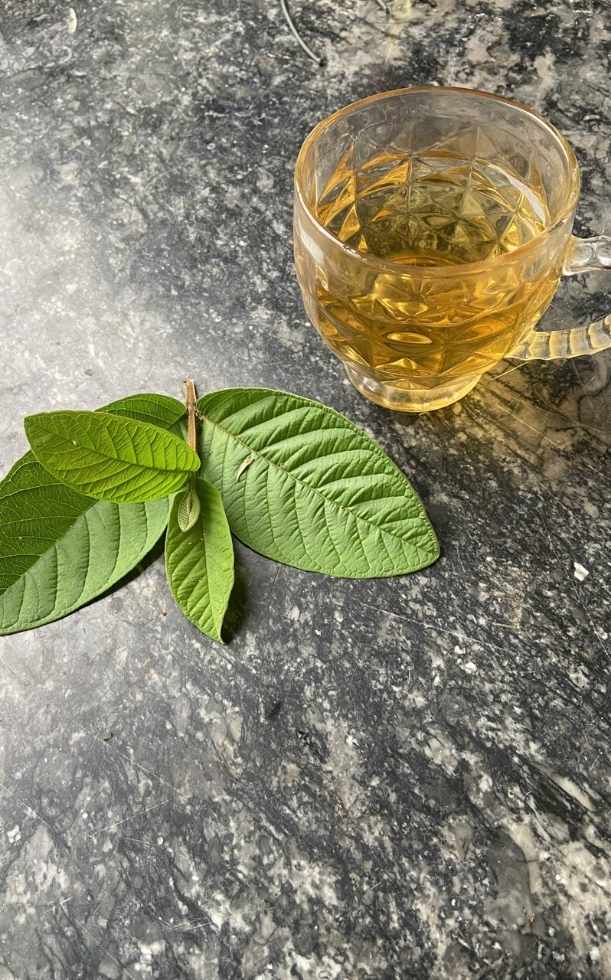 Uống nước lá ổi tươi có tác dụng gì? Lợi ích và cách dùng đúng