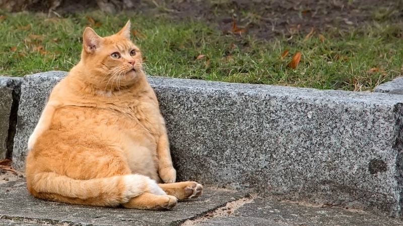 Tuổi Mão nên tránh màu tương khắc với bản mệnh