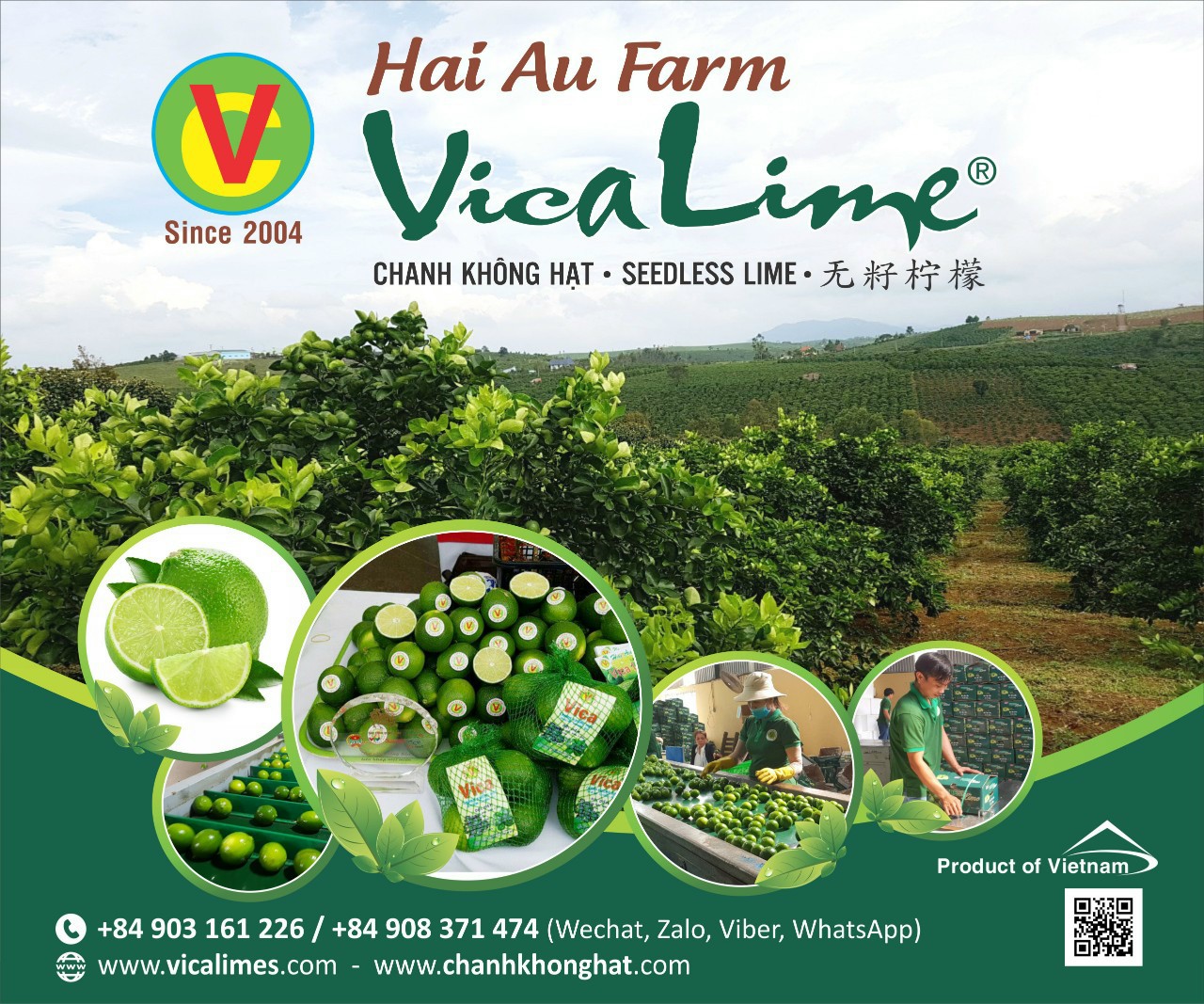 Nông Trang Hải Âu ( chanh không hạt )