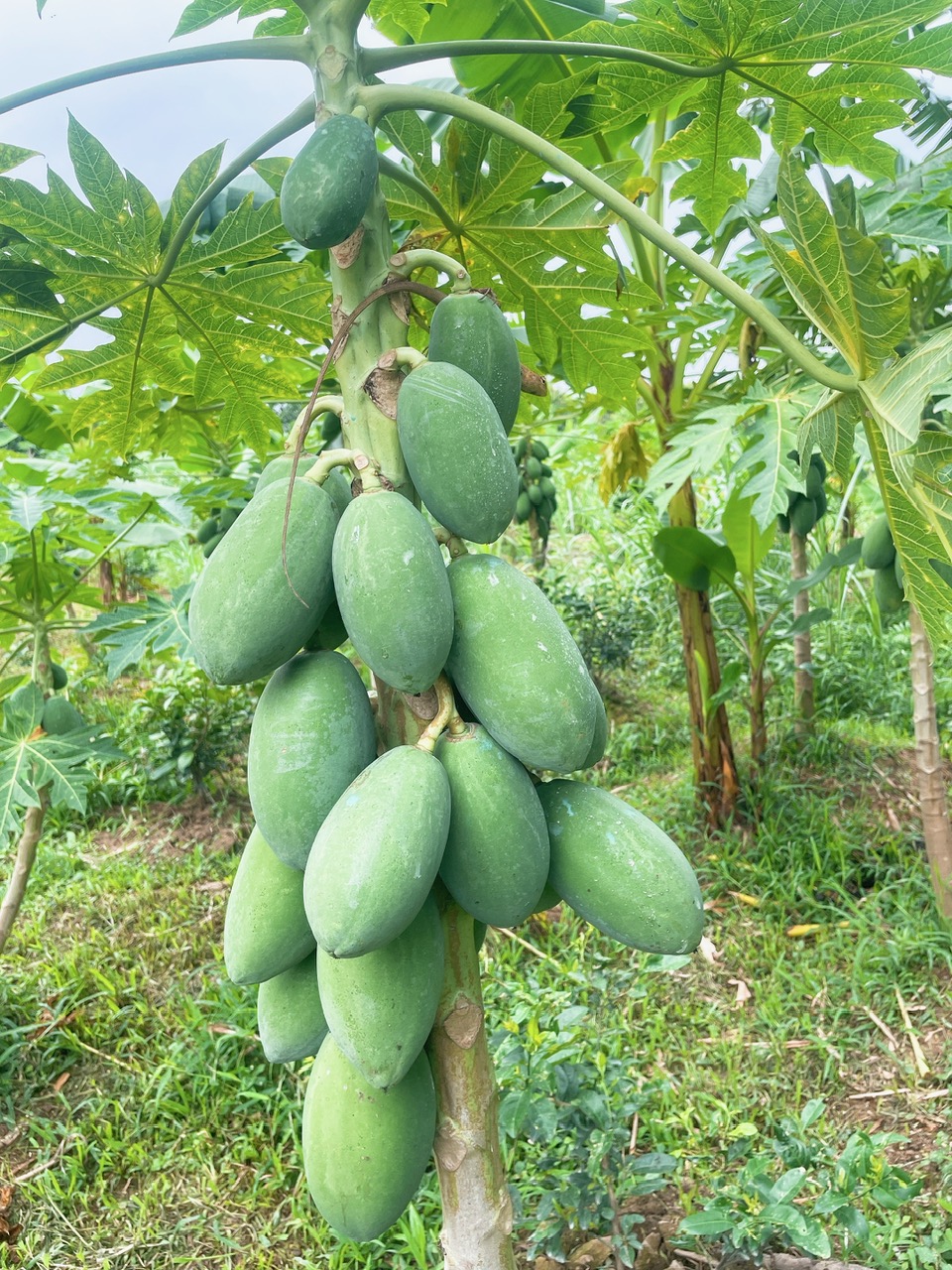 đu đủ ruột vàng