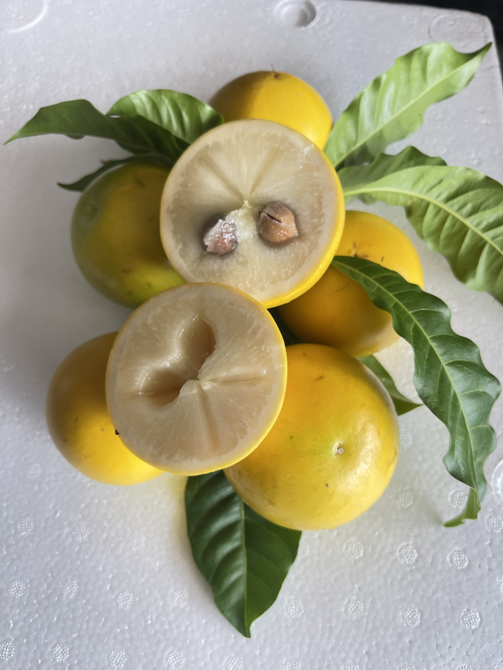 vú sửa hoàng kim