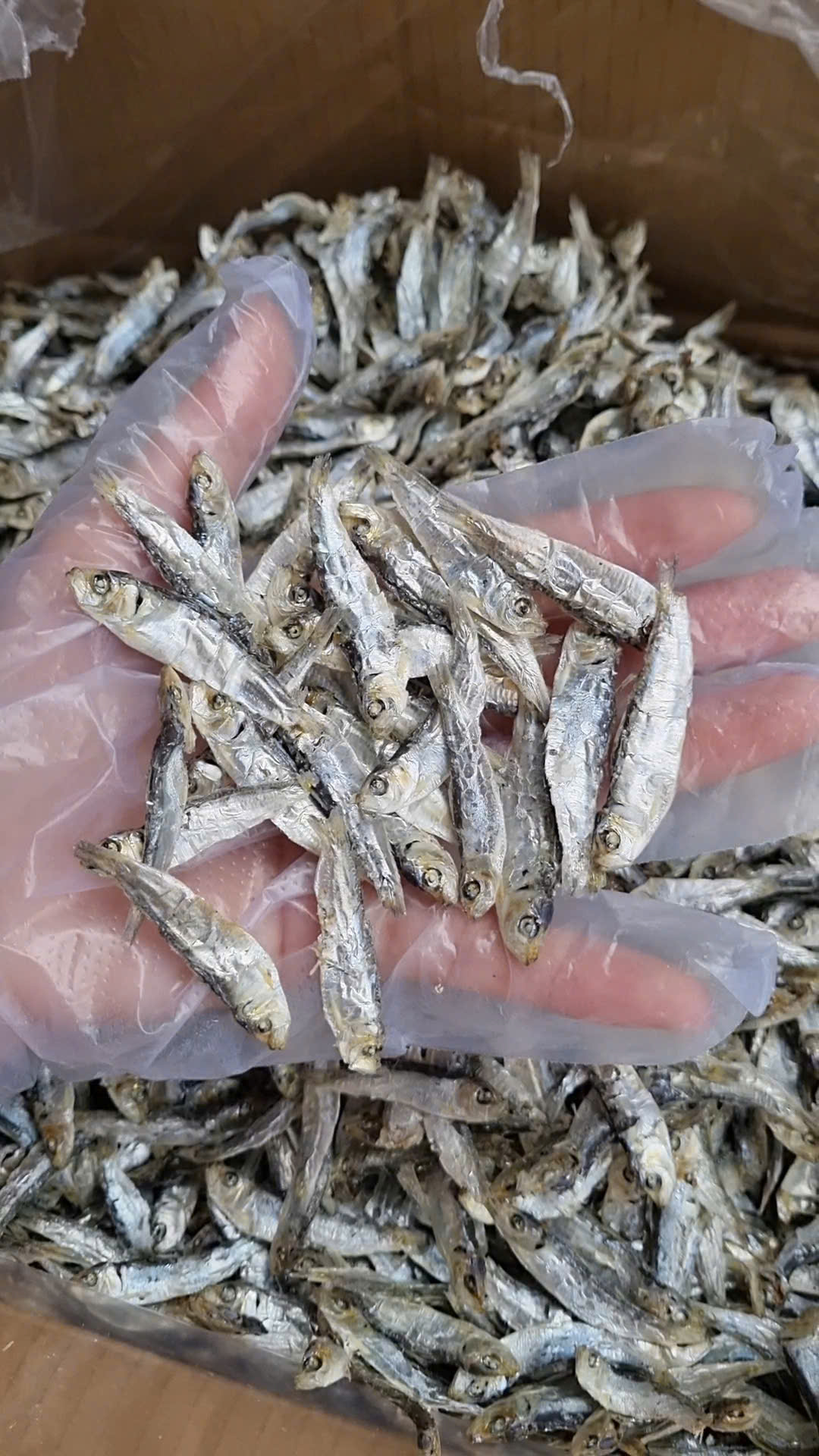 Khô cá trích nhỏ