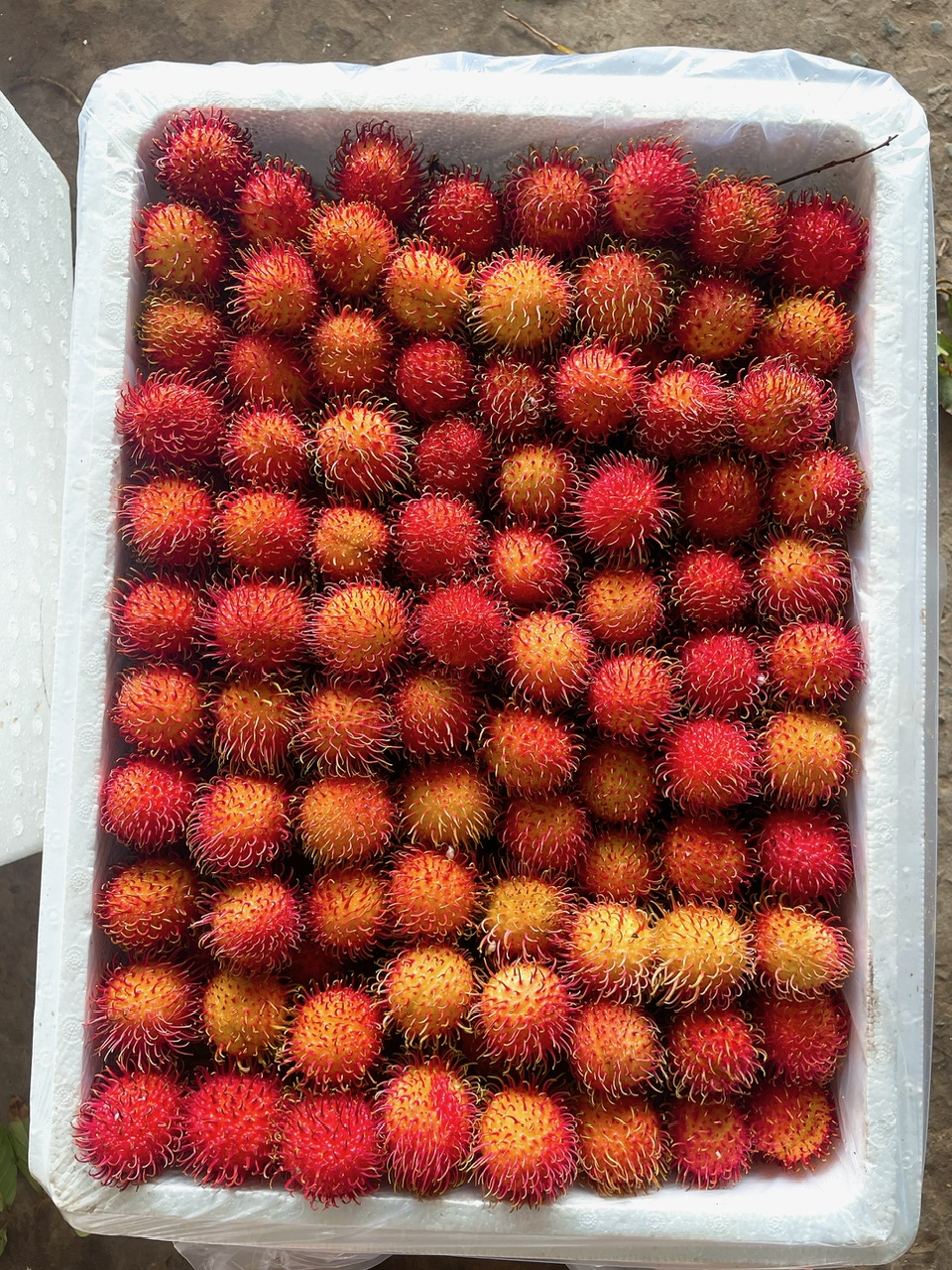 chôm chôm giống thái