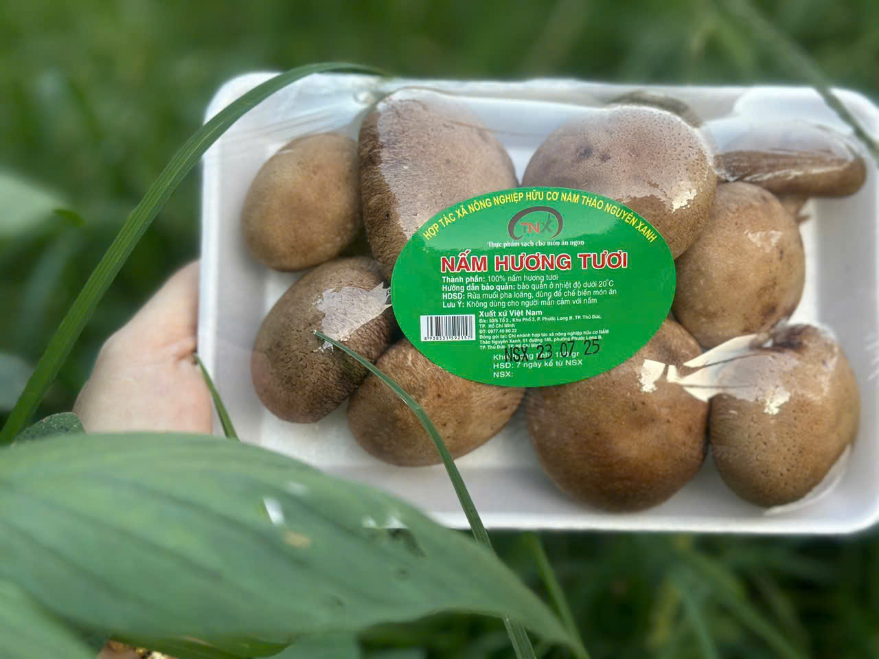 Nấm Hương Tươi