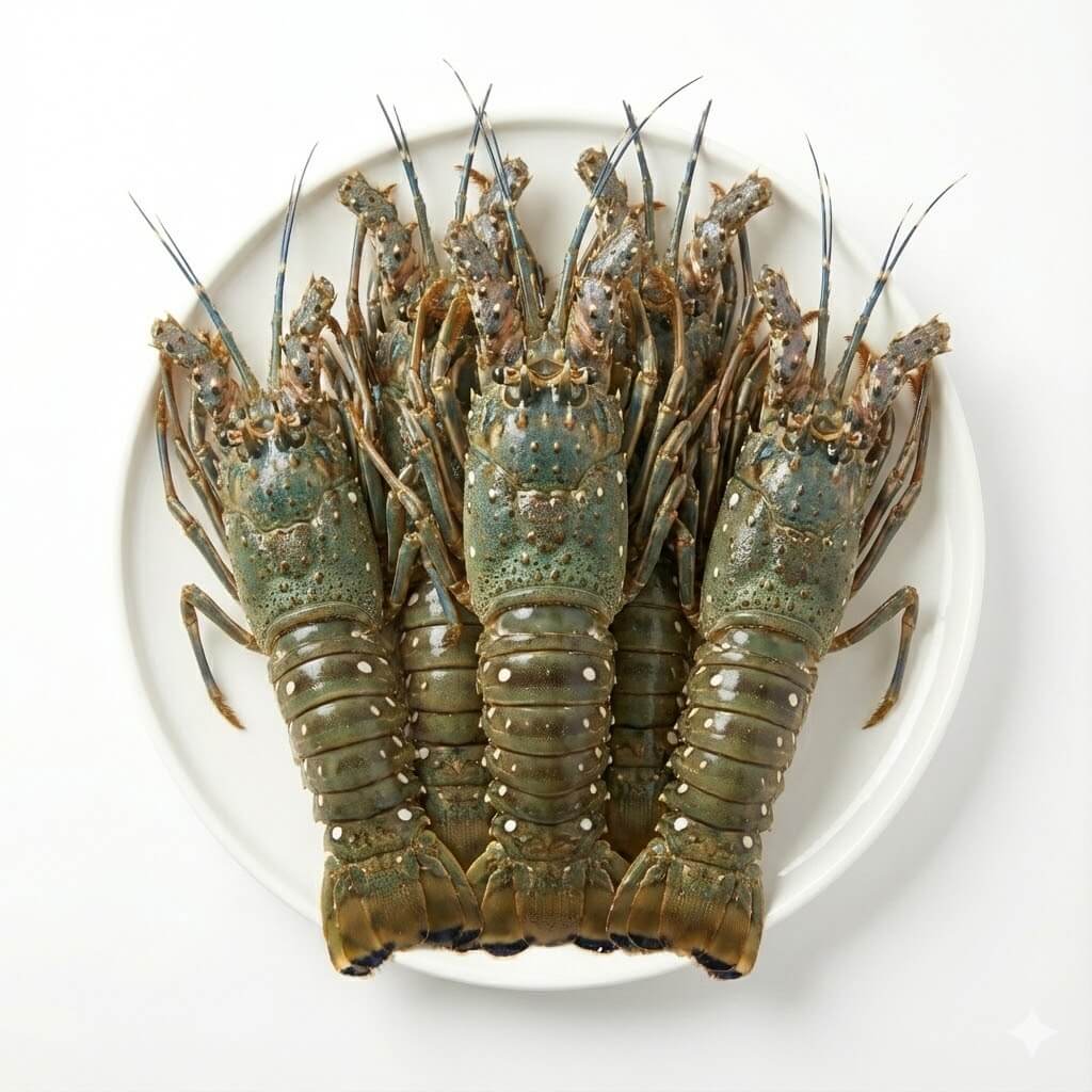 TÔM HÙM