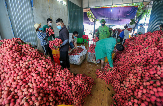 Vải thiều bắc giang