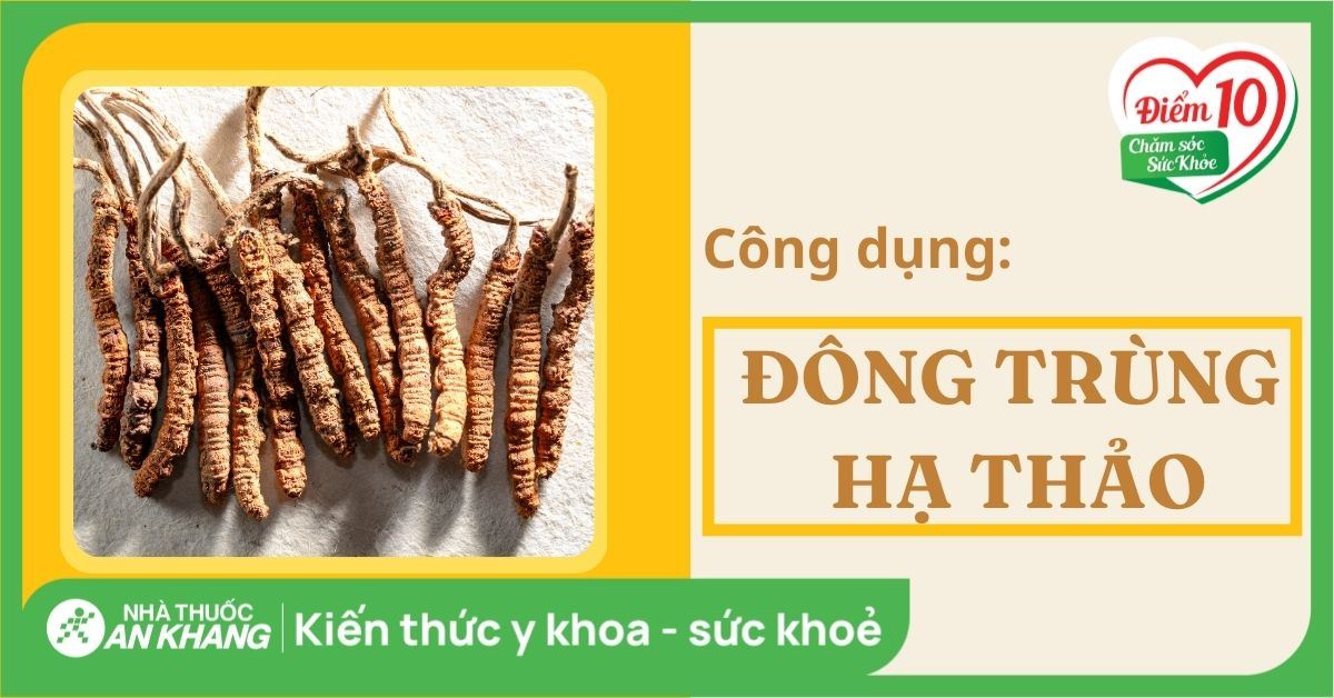 Đông trùng hạ thảo: Tác dụng, công dụng và lưu ý khi dùng