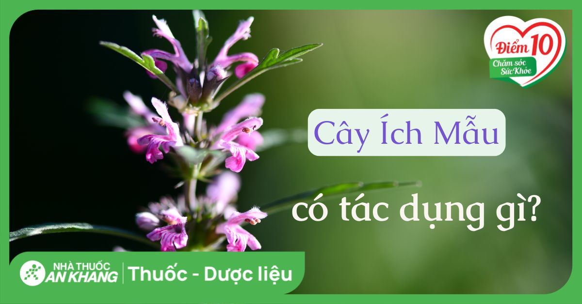 Ích mẫu: Cách dùng, liều dùng, lưu ý khi sử dụng