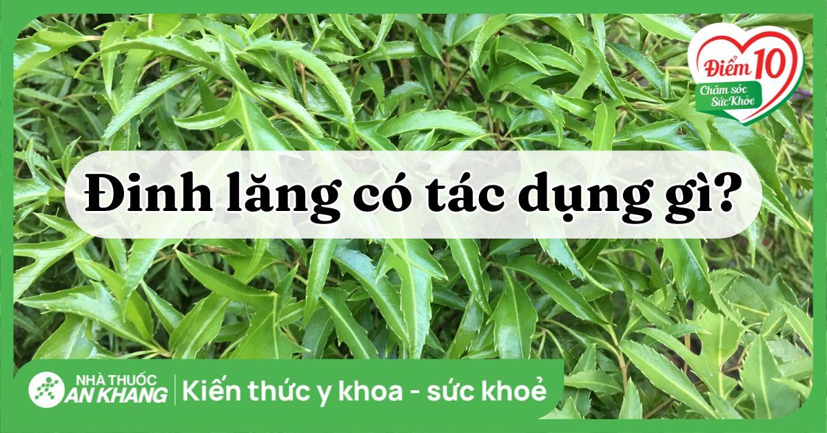 Cây đinh lăng có tác dụng gì? 13 công dụng và lưu ý khi dùng