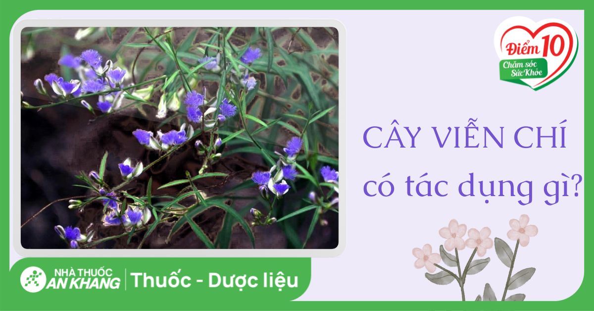 6 tác dụng chữa bệnh của cây viễn chí có thể bạn chưa biết