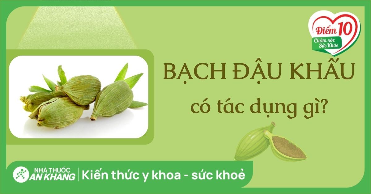 Bạch đậu khấu là gì? 10 công dụng của bạch đậu khấu