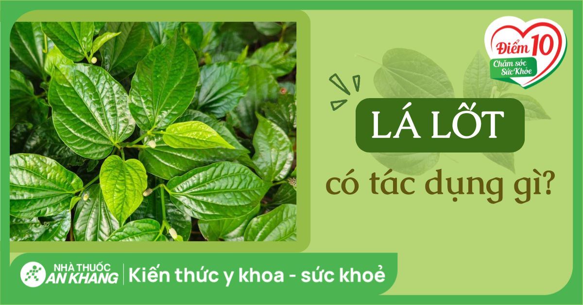 Lá lốt có tác dụng gì? Cách dùng, liều dùng, bài thuốc và tác dụng phụ