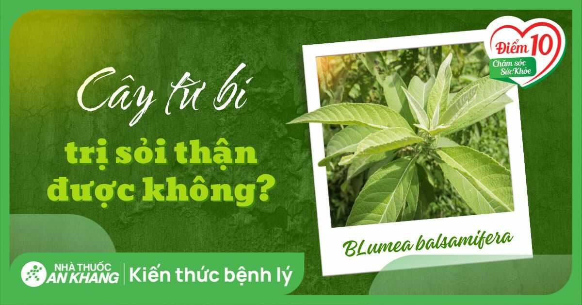 Cây từ bi trị sỏi thận được không? 7 cách sử dụng lá từ bi hiệu quả