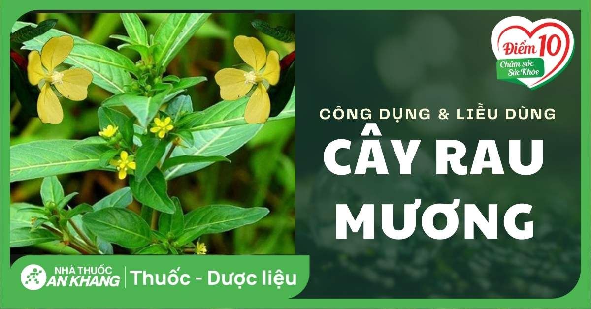 Cây rau mương có tác dụng gì? Công dụng và liều dùng rau mương